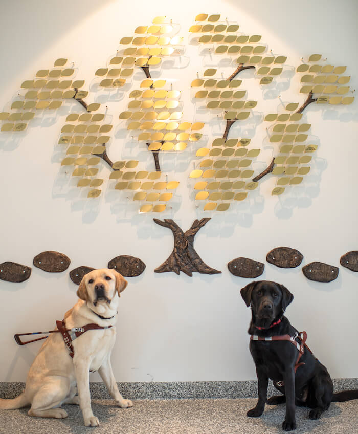 yellow guide and black guide sit in harness in front of donor tree display of gold leaves