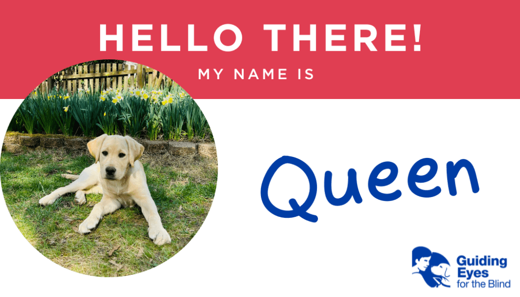 A red and white name tag for yellow lab puppy Queen. On the left side of the graphic is a photo of Queen laying in the yard with a garden of bright daffodils in the background.