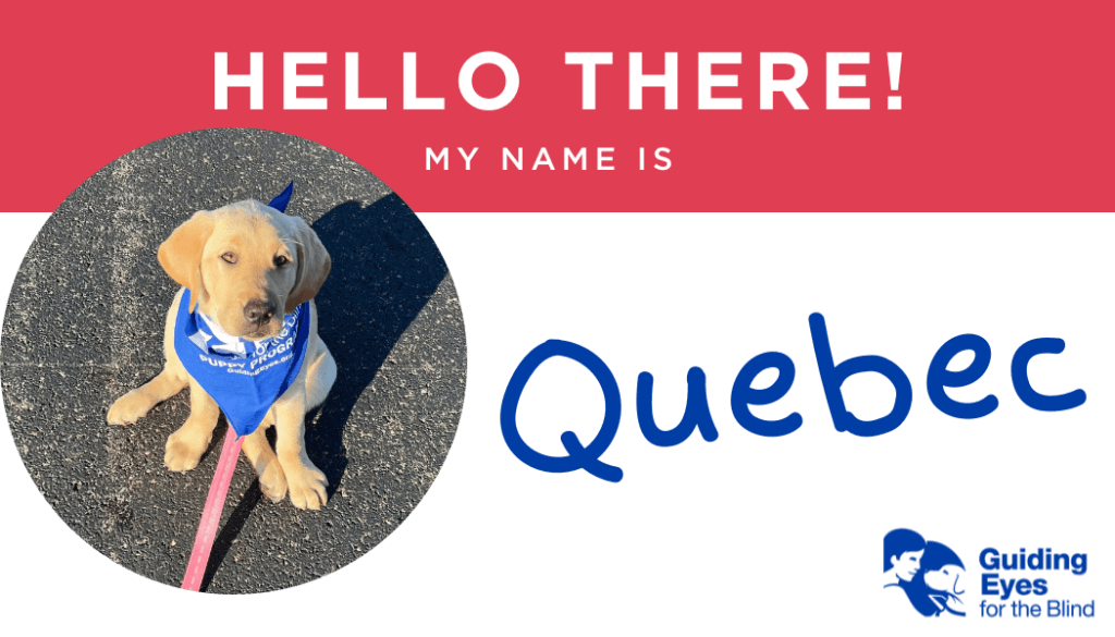 A red and white name tag for yellow lab puppy Quebec. On the left side of the graphic is a photo of Quebec sitting in the parking lot on leash while wearing her blue puppy program bandana.