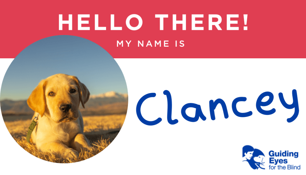 A red and white name tag for yellow lab puppy Clancey. On the left side of the graphic is a photo of Clancey laying in the field during the golden hour of sunlight.