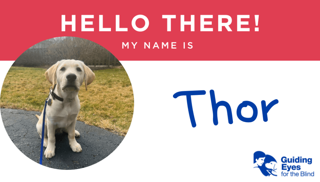 A red and white name tag for yellow lab puppy Thor. On the left side of the graphic is a photo of Thor sitting in on the paved path and looking toward the camera with an eager expression.