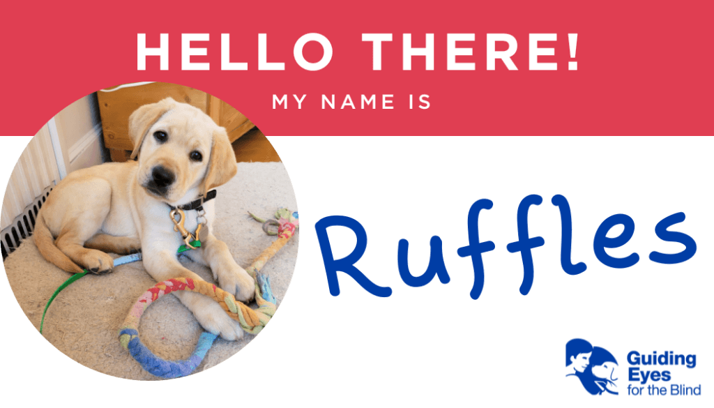 A red and white name tag for yellow lab puppy Ruffles. On the left side of the graphic is a photo of Ruffles laying on the carpet with a rainbow braided felt toy held between her front paws. Ruffles' head is slightly tilted as she looks curiously toward the camera.
