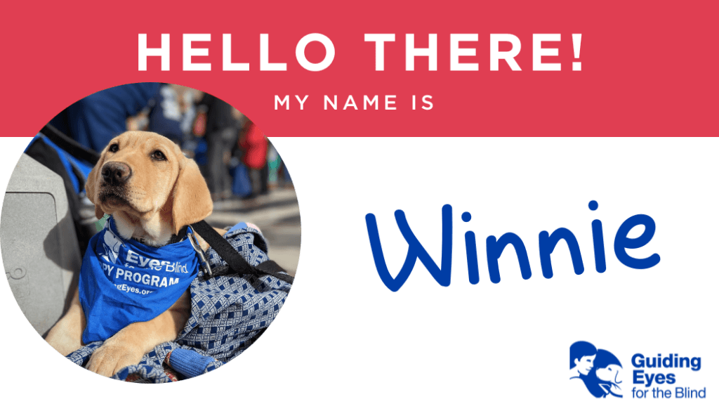 A red and white name tag for yellow lab puppy Winnie. On the left side of the graphic is a photo of Winnie behind held in the arms of her puppy raiser at a local event. Winnie wears her bright blue puppy program bandana around her neck.