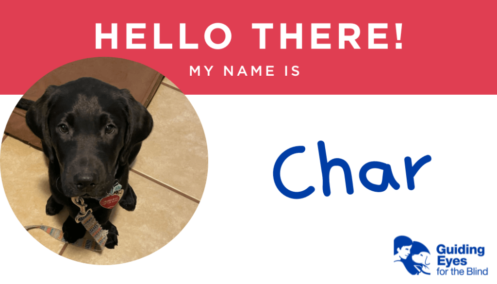 A red and white name tag for black lab puppy Char. On the left side of the graphic is a photo of Char sitting on the tile floor and looks up toward the camera.