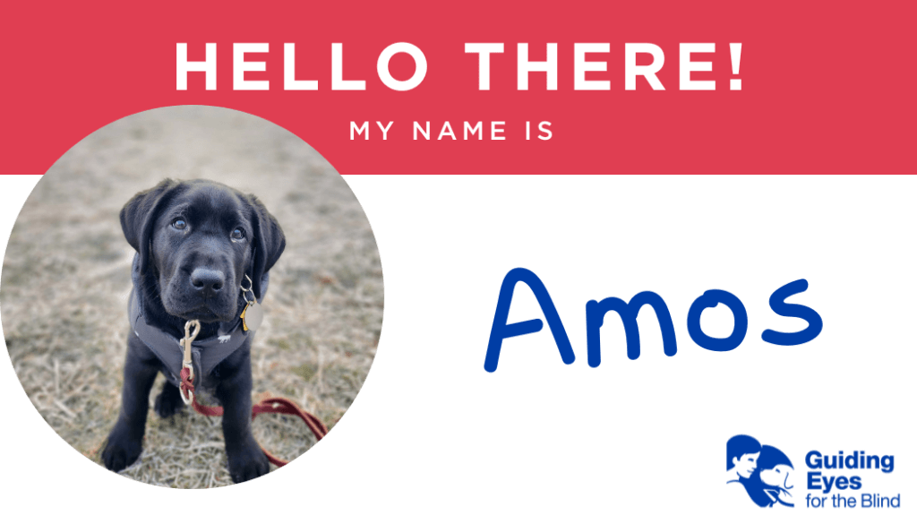 A red and white name tag for black lab puppy Amos. On the left side of the graphic is a photo of Amos sitting in the field and looking toward the camera with large puppy eyes.