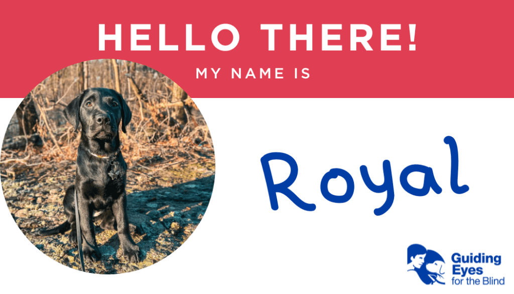 A red and white name tag for black lab puppy Royal. On the left side of the graphic is a photo of Royal sitting on leash during a walk on a local forest trail.
