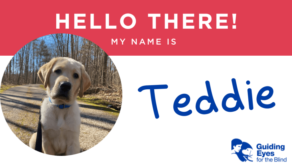 A red and white name tag for yellow lab puppy Teddie. On the left side of the graphic is a photo of Teddie sitting in on the paved pathway with forest lining each side.