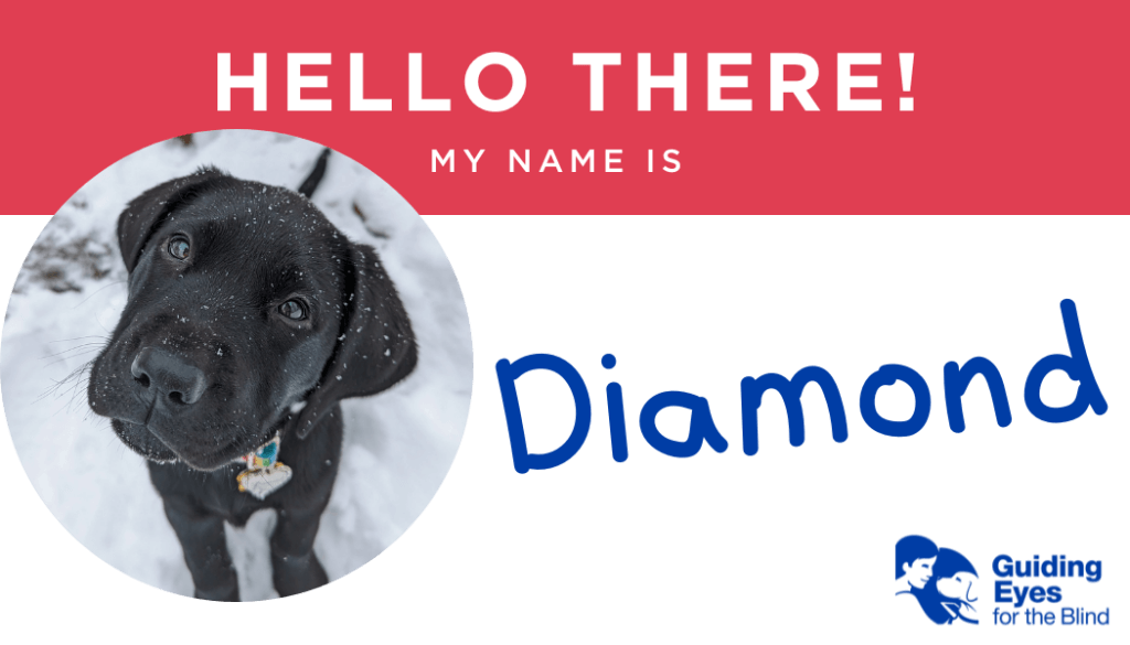 A red and white name tag for black lab puppy Diamond. On the left side of the graphic is a photo of Diamond sitting in the snow and looking toward the camera with a slight head tilt.