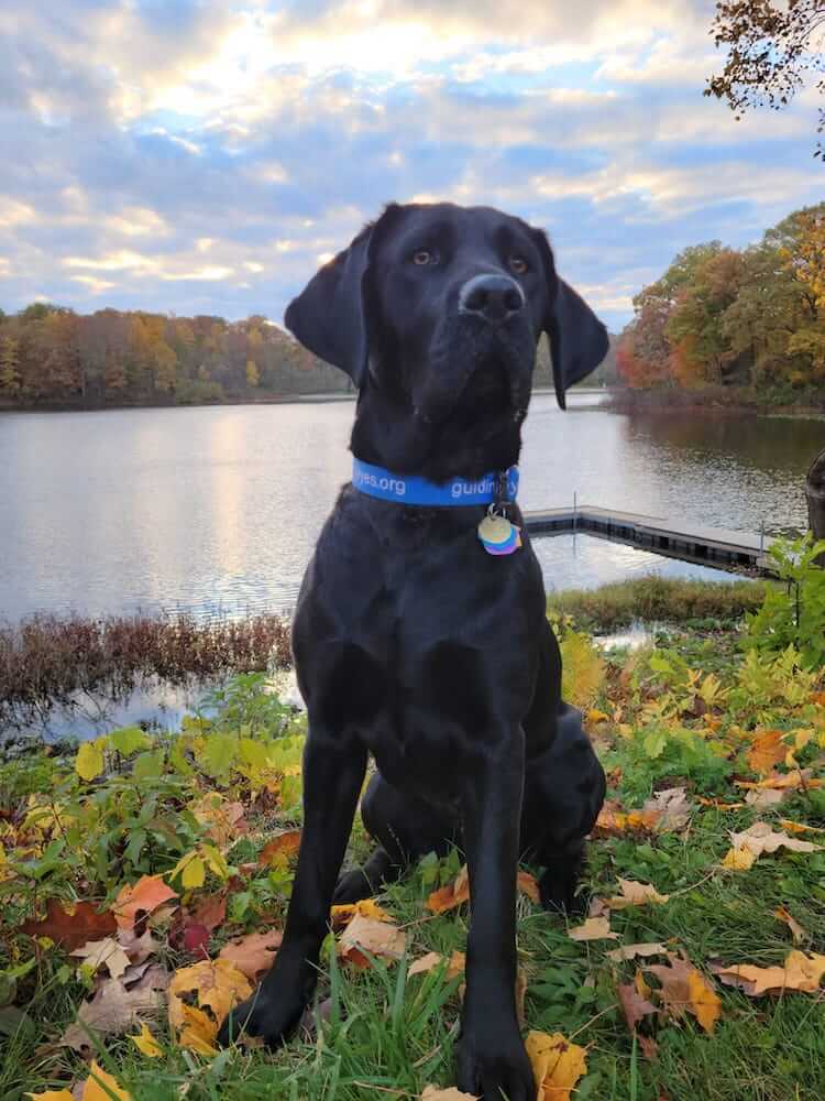 Pup Fallon in blue Guiding Eyes collar in fall at a lake