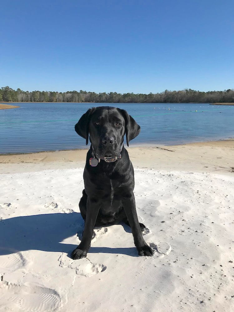 Black Lab pup Fallon on sunny beach