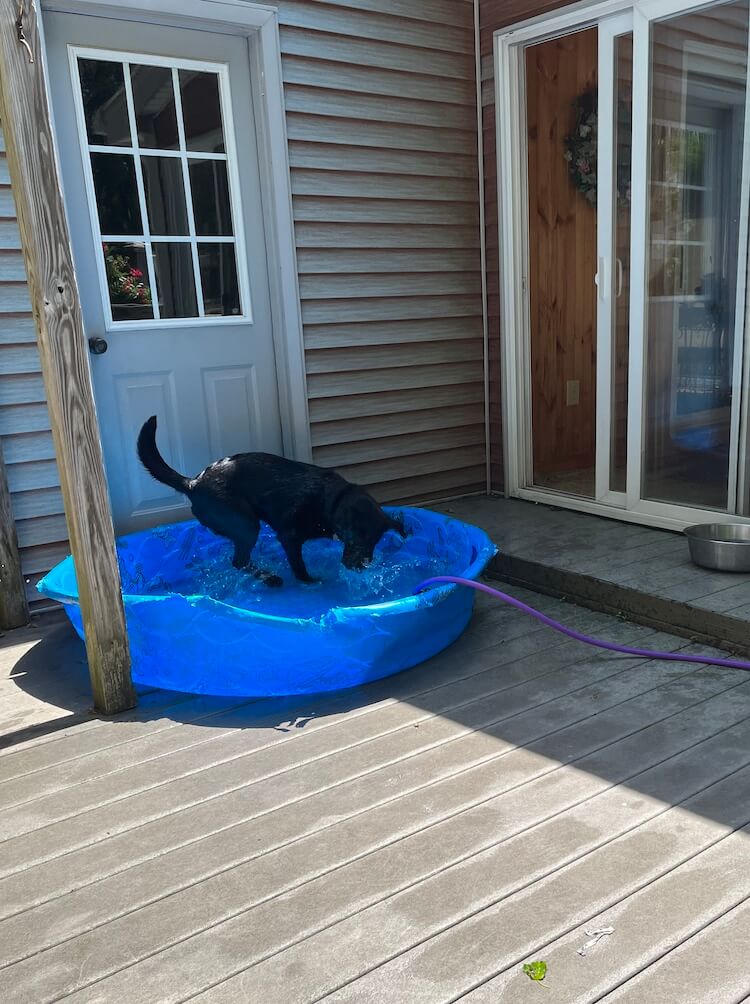 Greeley frolics playfully in a kiddy pool shaded on a deck