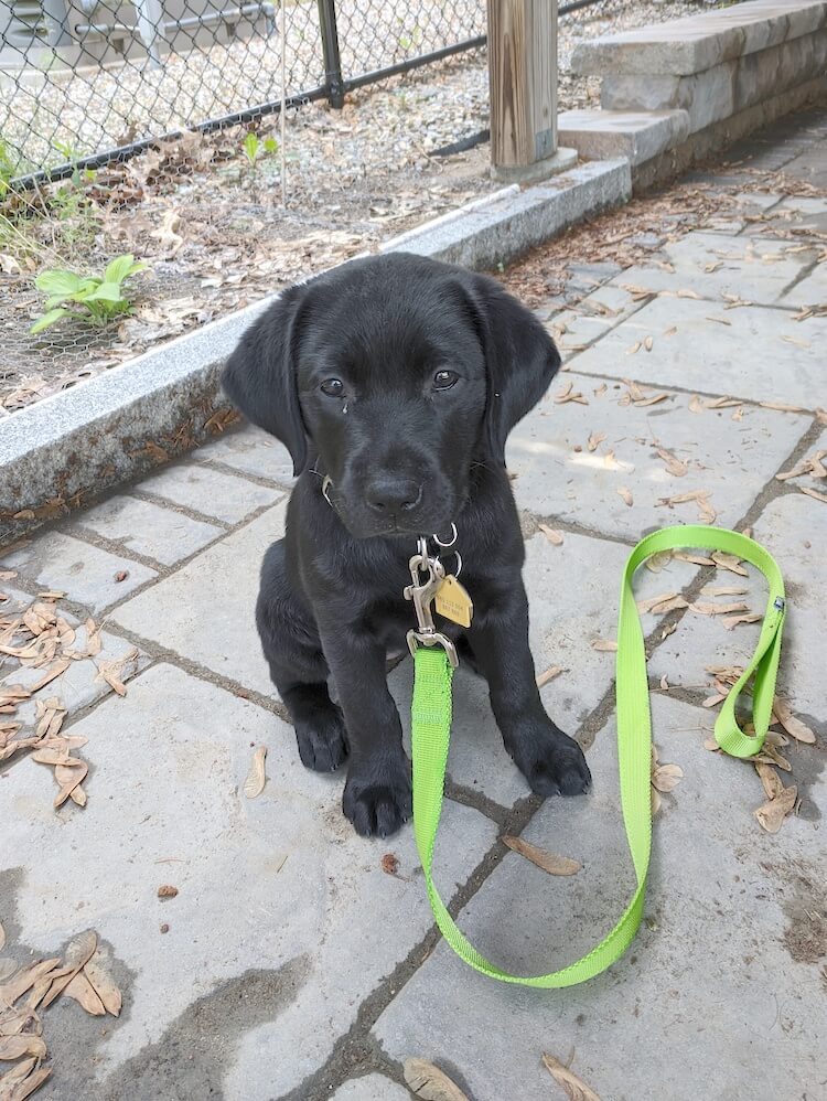 tiny black Lab Gemini