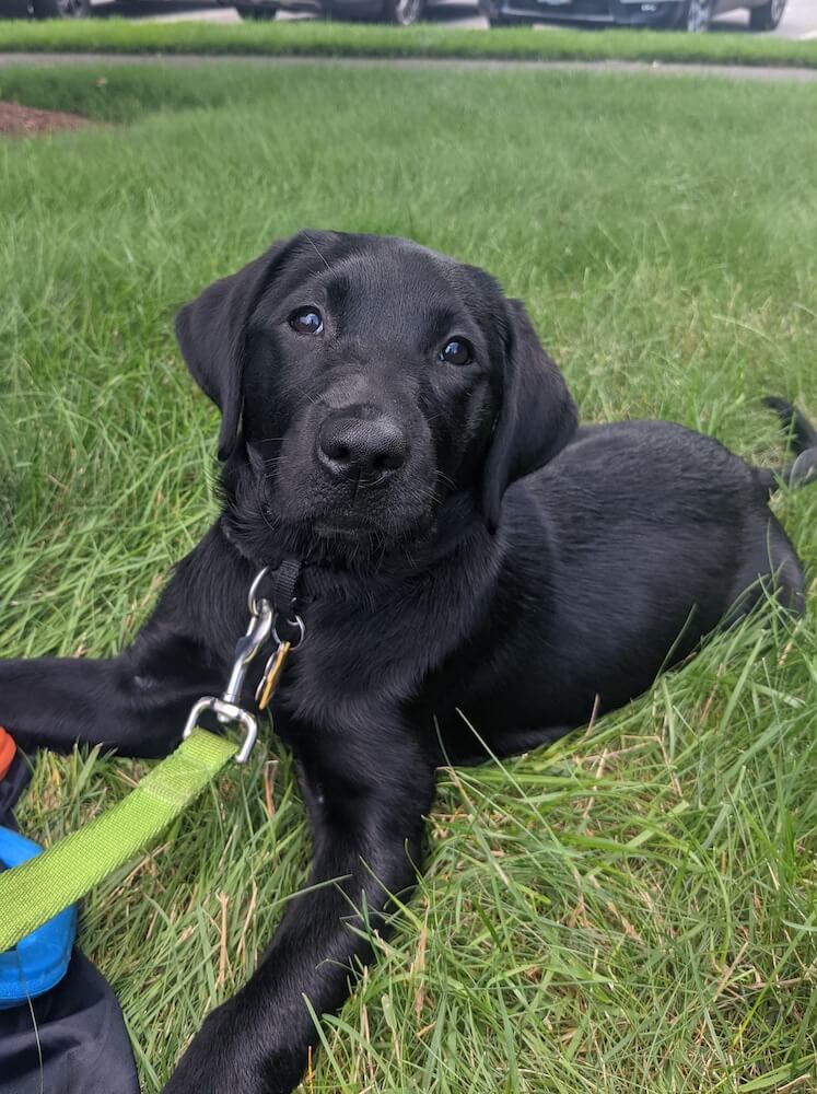 black lab Gemini looks up from playing in grass