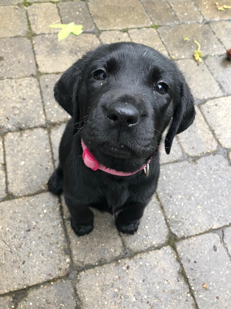 small black lab puppy Holly sits on pavement looking up at camera