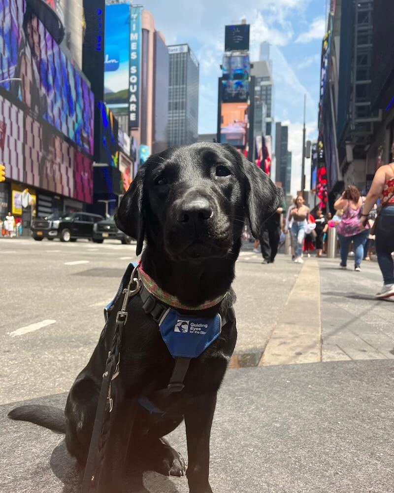 Pup on program Holly visits the big city and seems unfazed by the activity