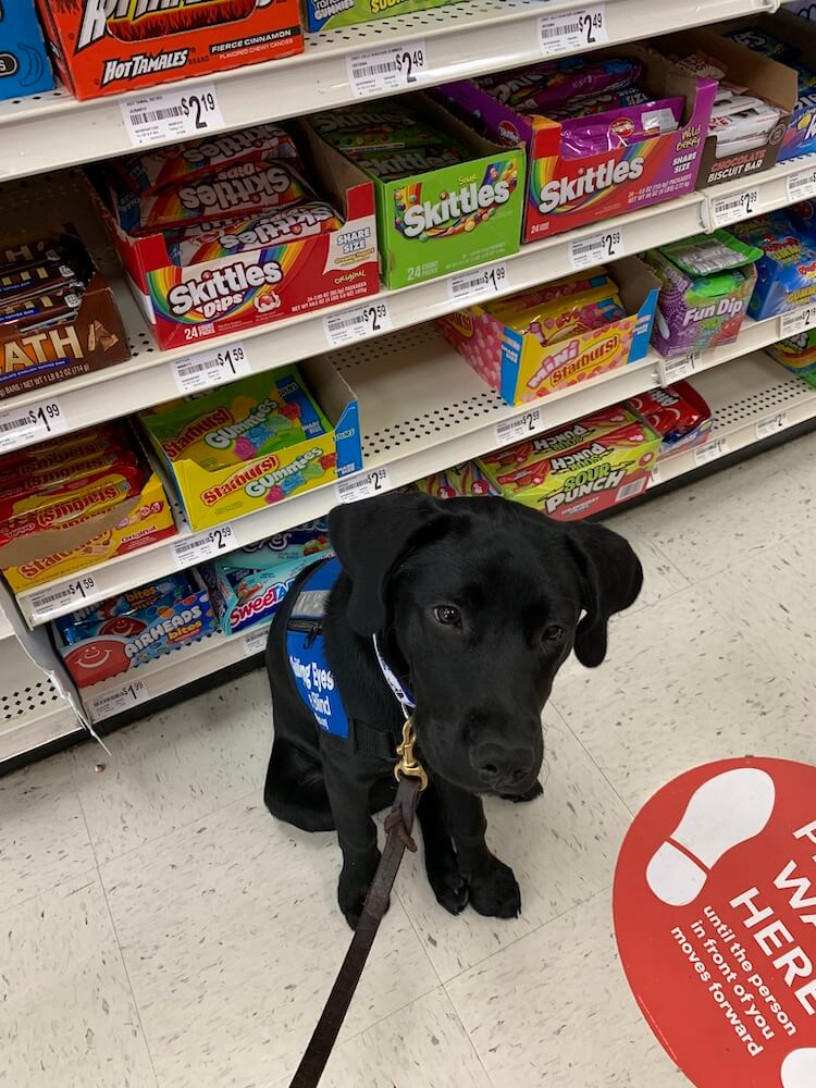 Dora in puppy vest on best behavior in candy aisle