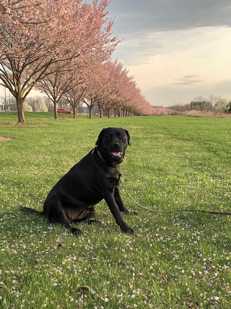 Black Lab pup Dora sits in grass along line of flowering pink trees