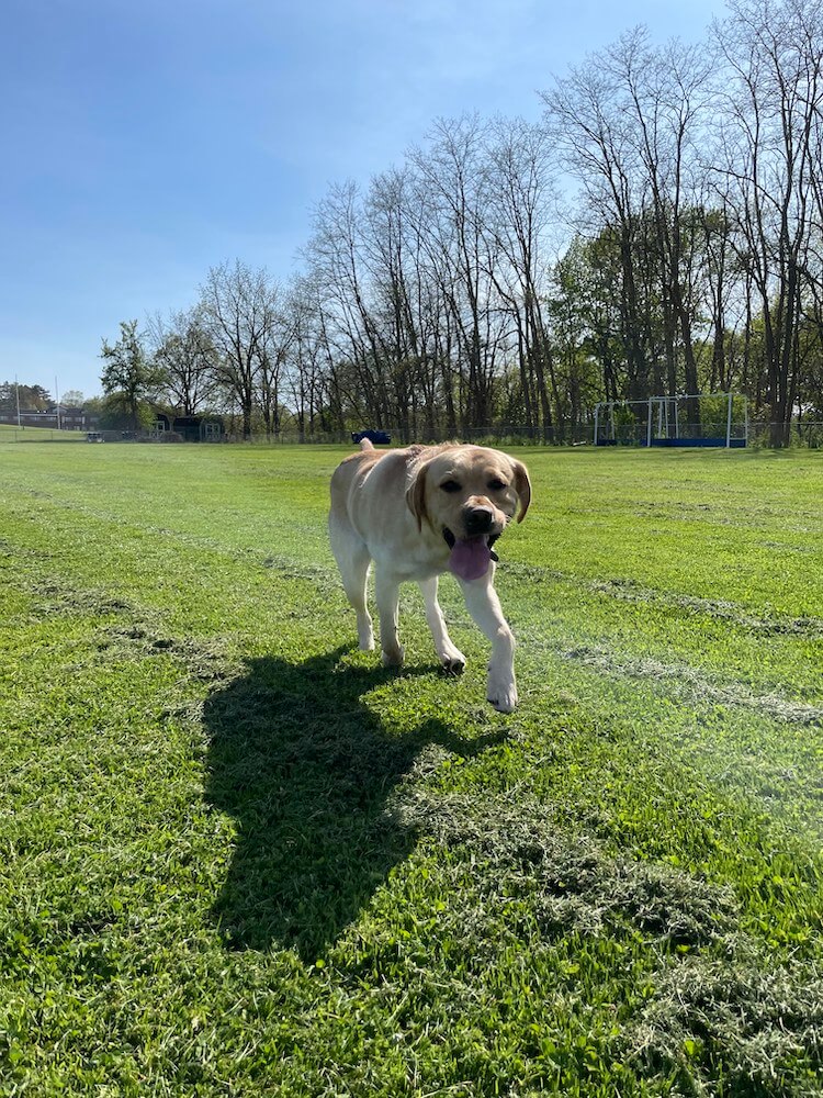 Pup on program Jake  has fun running across a sunny athletic field