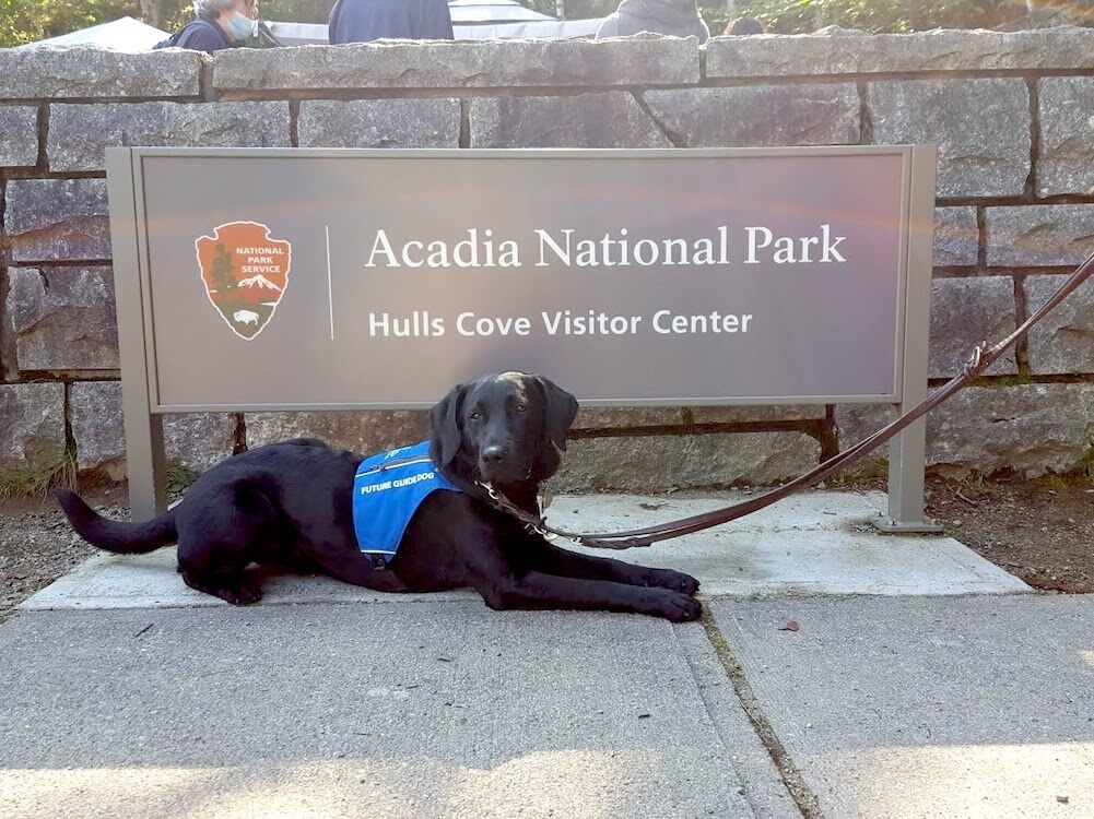 black Lab Acadia in puppy jacket in front of the sign for Acadia National Park