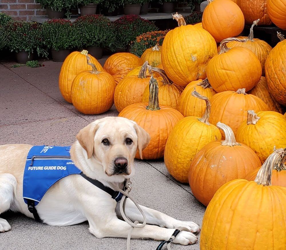 Nita is future guide dog vest in a down beside a huge pile of pumpkins