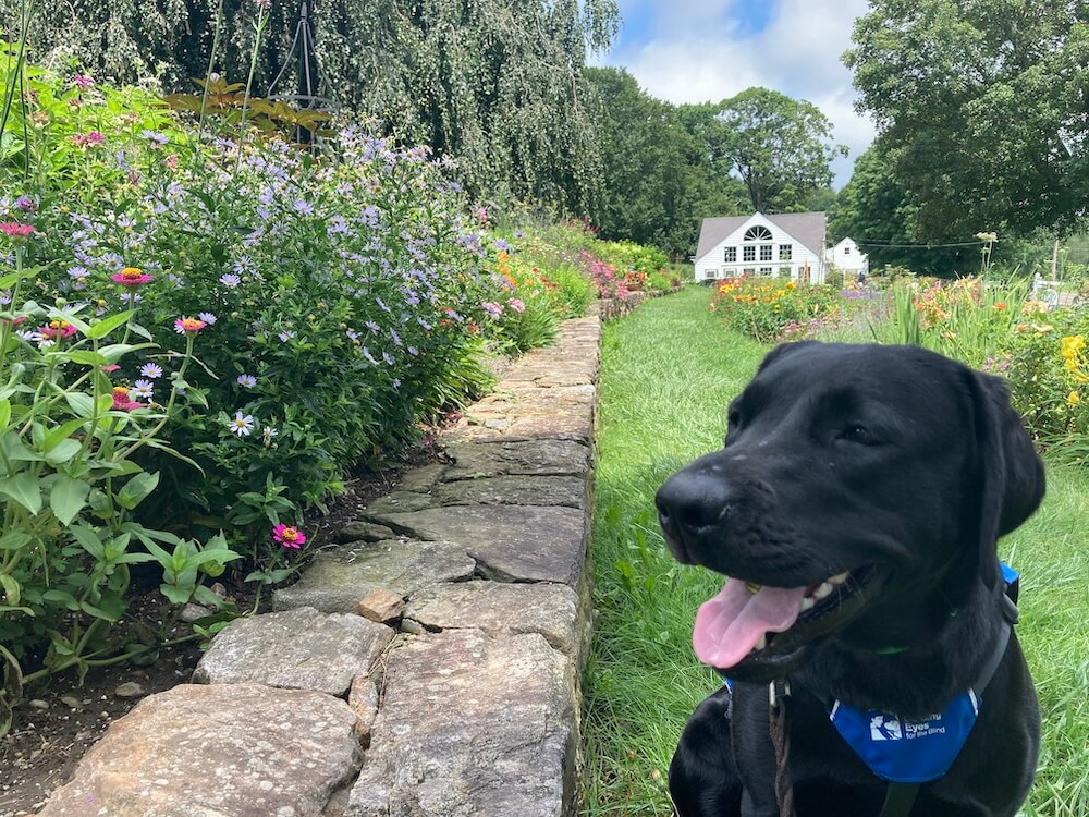 black lab Nyssa stands by stone retaining wall with house in background