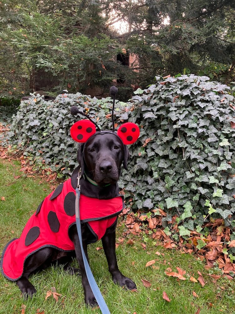 Nyssa, patiently sitting in a ladybug costume outdoors