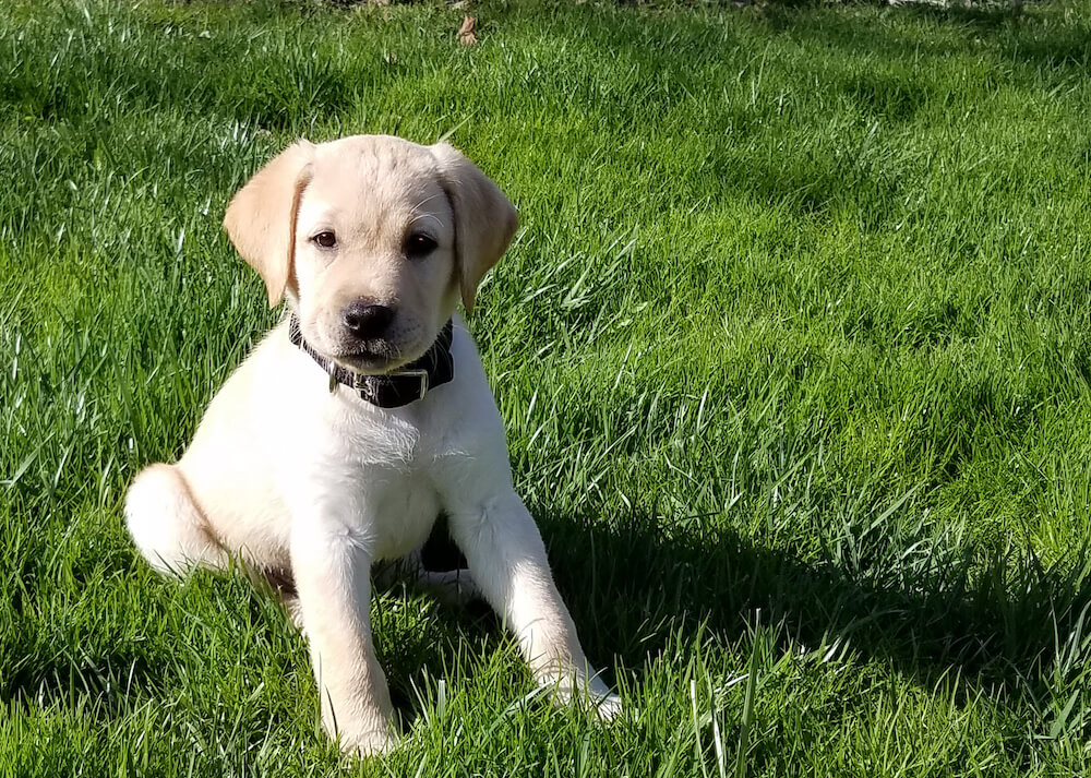 Tiny yellow pup Nita sits in dark green grass