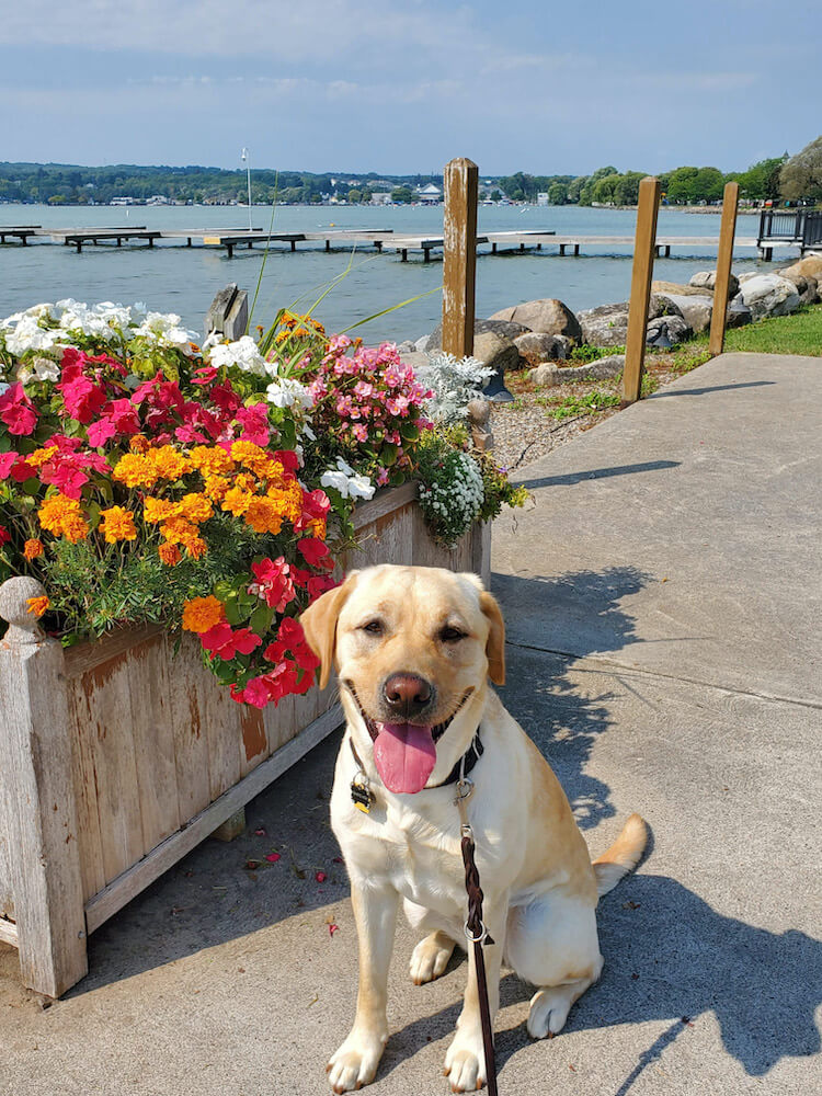 Pup on Program Nita beside bright cascading  flowers near a lake