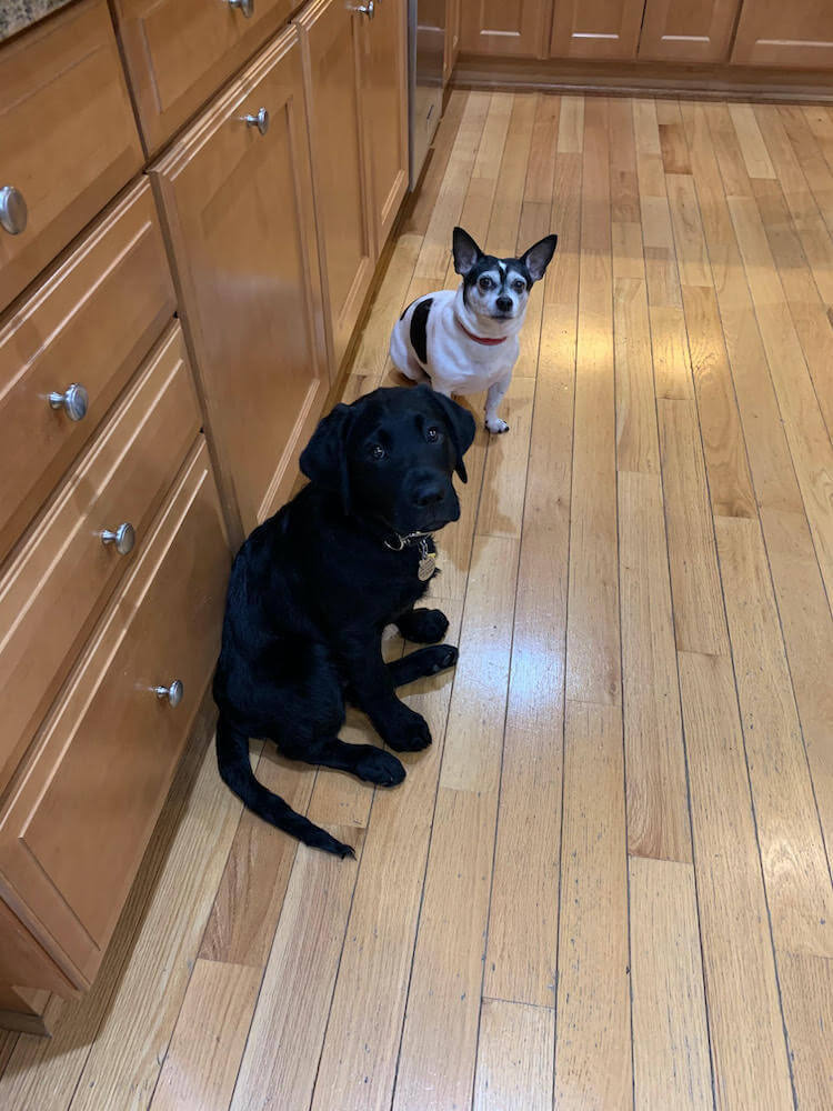 Puppy Oakley sits with little canine friend Kramer
