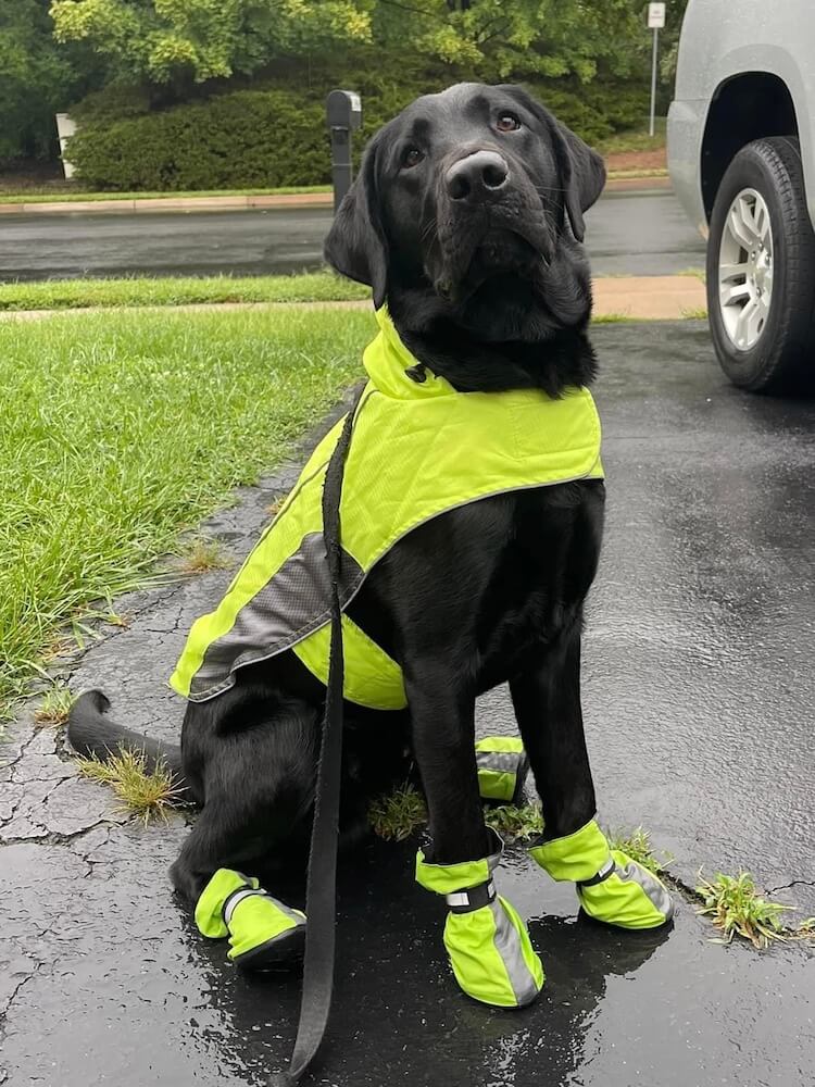 Black Lab pup Oakley sports neon yellow boots and jacket