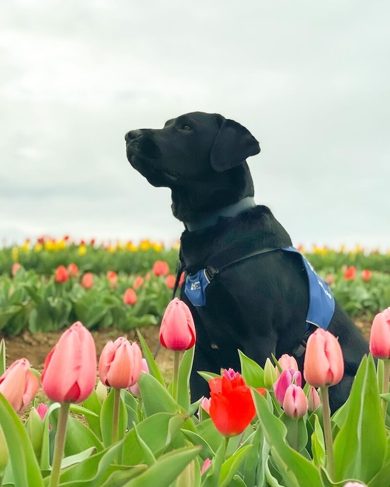 Tulips in forefront of Oakleys pose in puppy vest