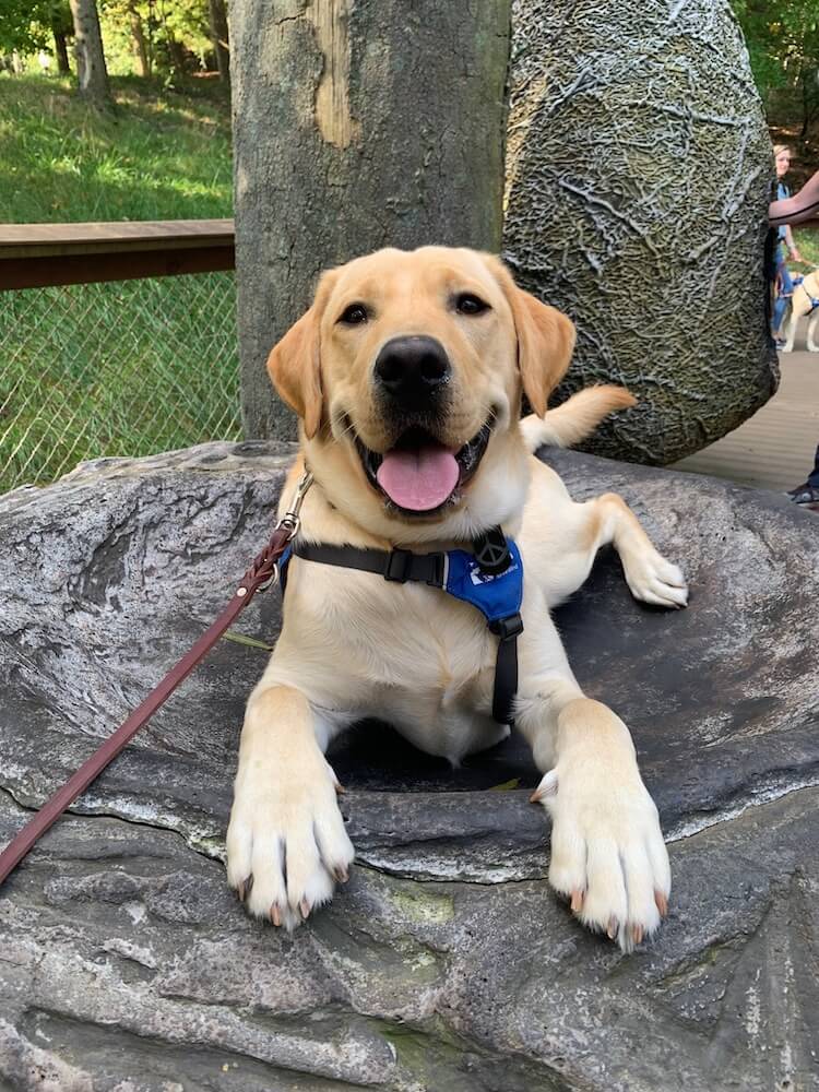 Yellow Lab Presley in Future guide vest lying on large rock