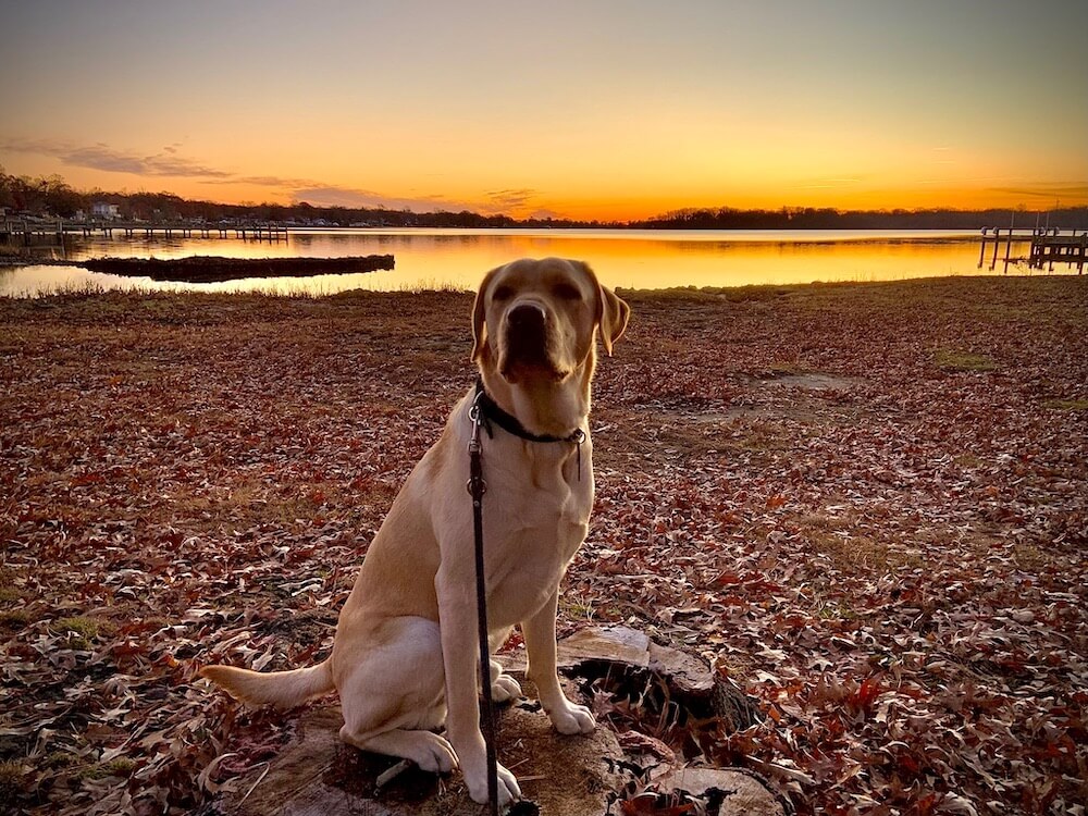 a beautiful orange sunset behind Presley in classic pose