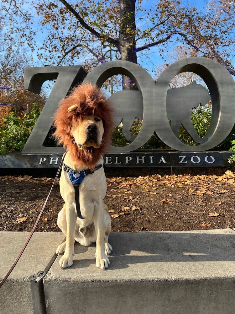 In a lion's mane Presley sits in front of Philadelphia Zoo sign