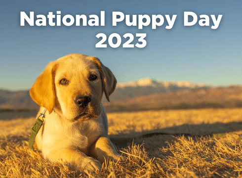 Yellow lab puppy Clancey lays in the field during golden hour and looks toward the camera. Text at the top reads, "National Puppy Day 2023".