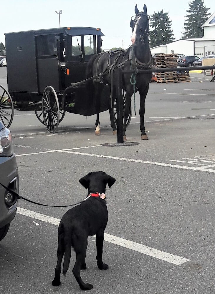 Toby watches horse and buggy in Amish country