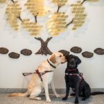 yellow guide dog leans in to "whisper" to black guide dog at donor tree