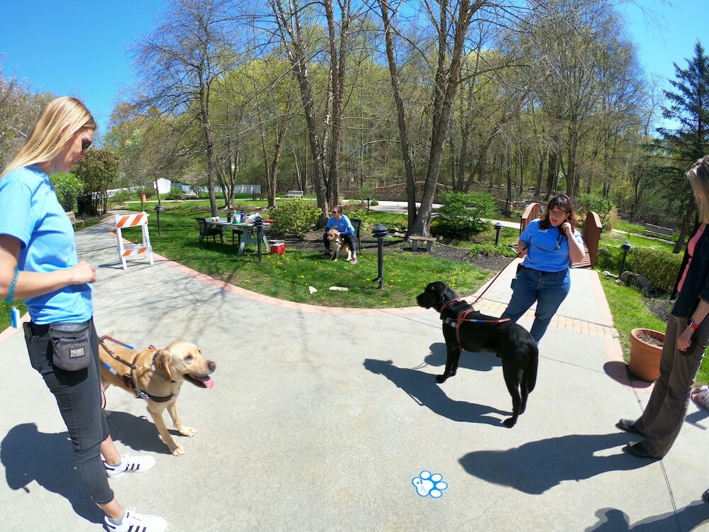 trainers with dogs in training on the Nature Path