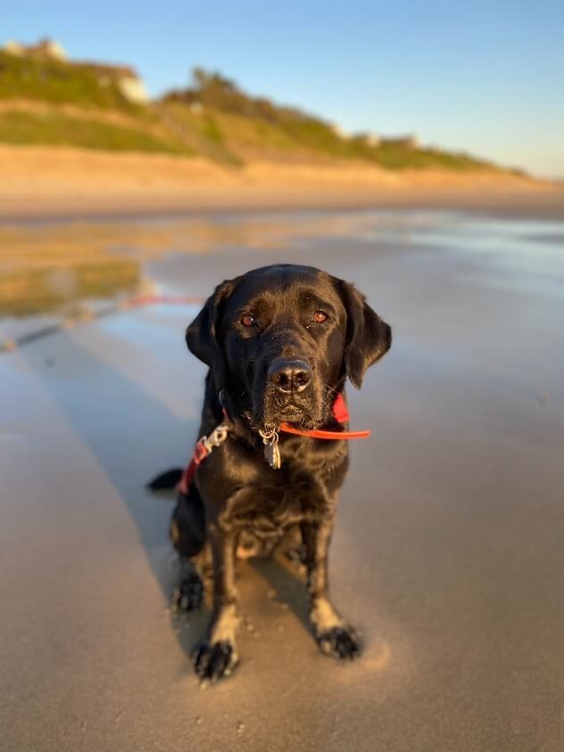 Black pup Fay sits on a wet beach at sunset
