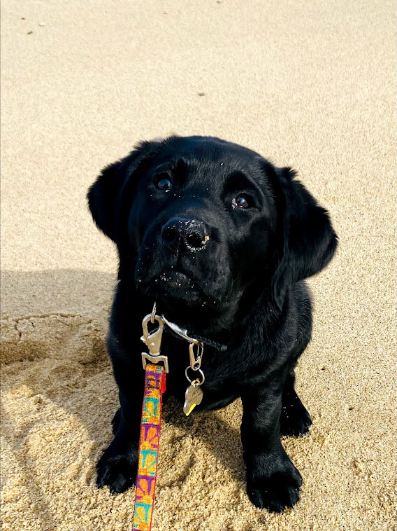With a sandy nose little black puppy Fay looks up from a beach