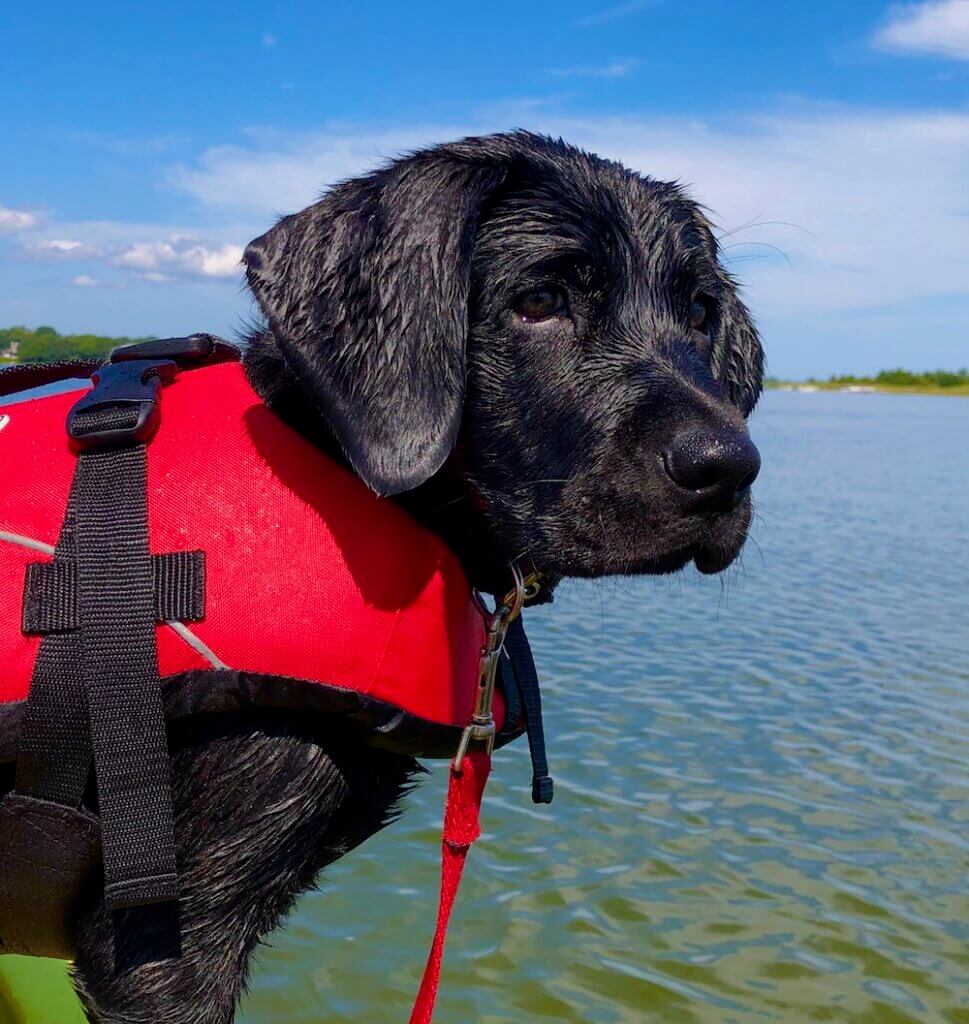Puppy Nickel is went and shines in the sun in a red water vest