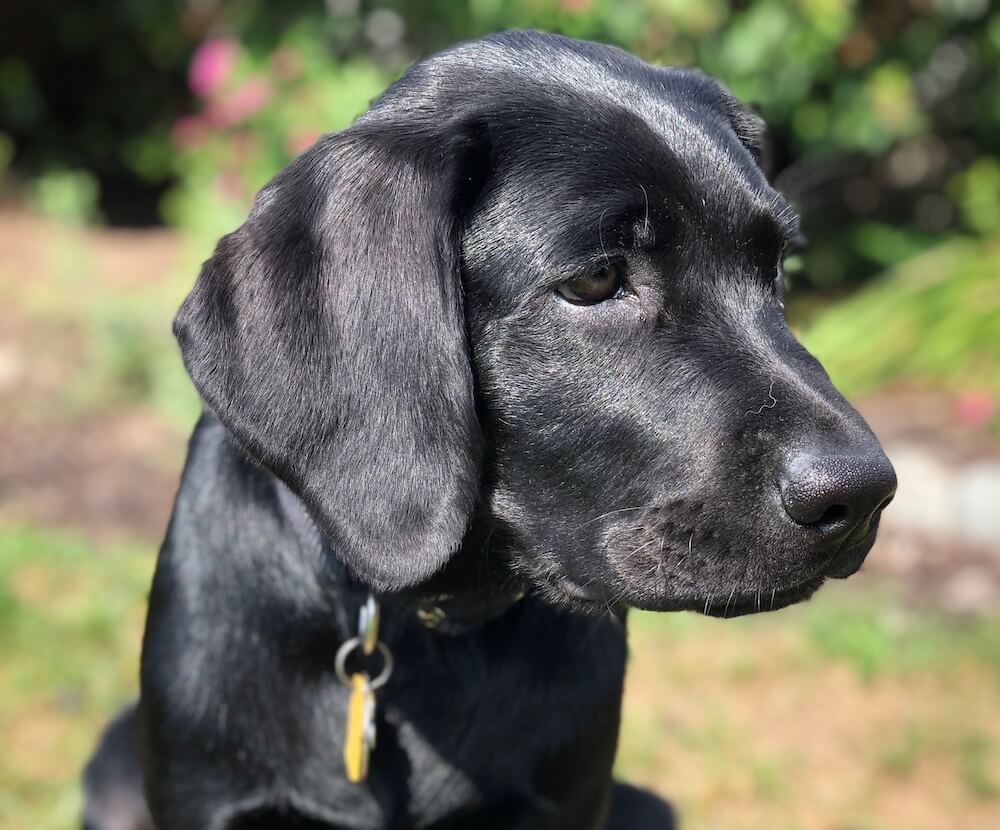 Black Lab pup Nickel in a turned head close up in the sun