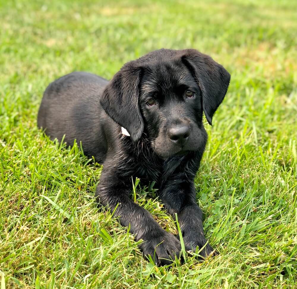 Puppy Nickel in a down in the grass