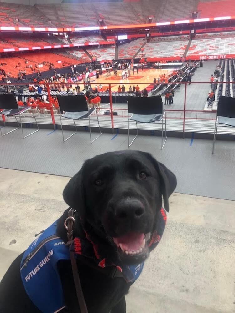 Pup Emmylou in Future Guide jacket inside an athletic arena