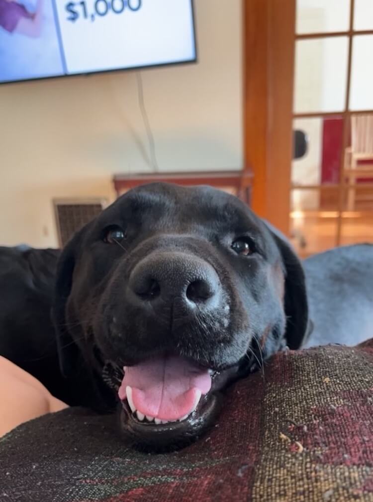 smiling black lab pup Emmylou rests head on furniture