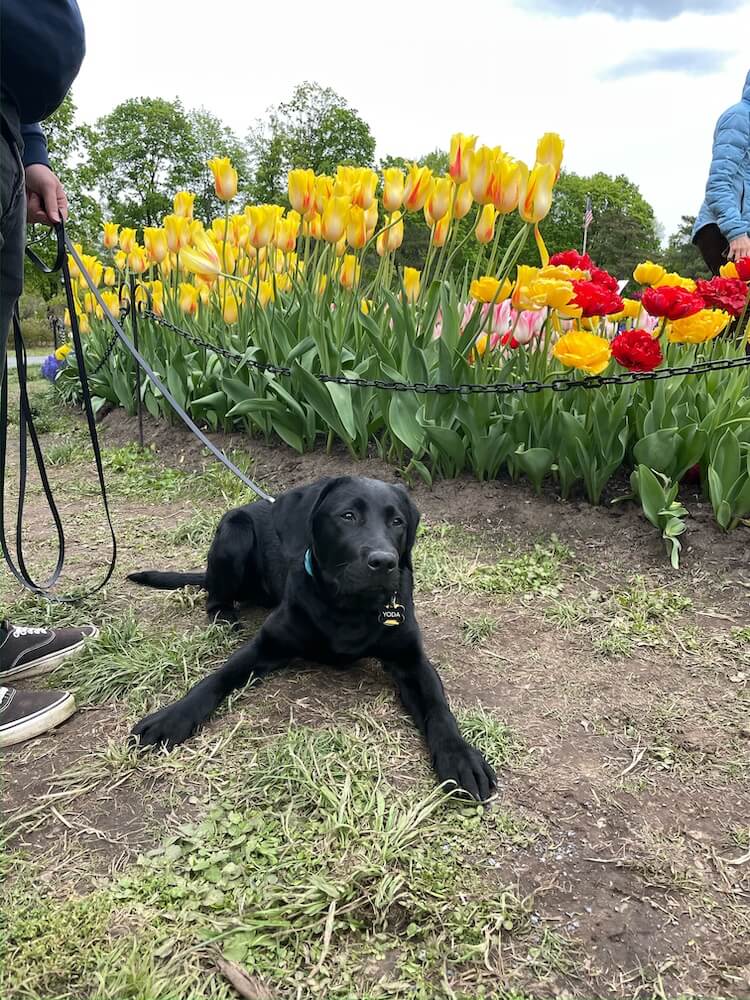 Pup on program Yoda in a down in front of colorful spring flower garden