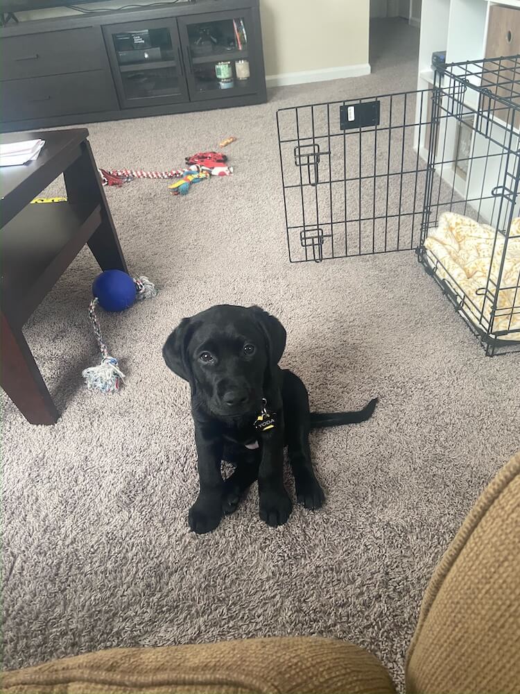 little black lab pup Yoda  sits in new raiser home