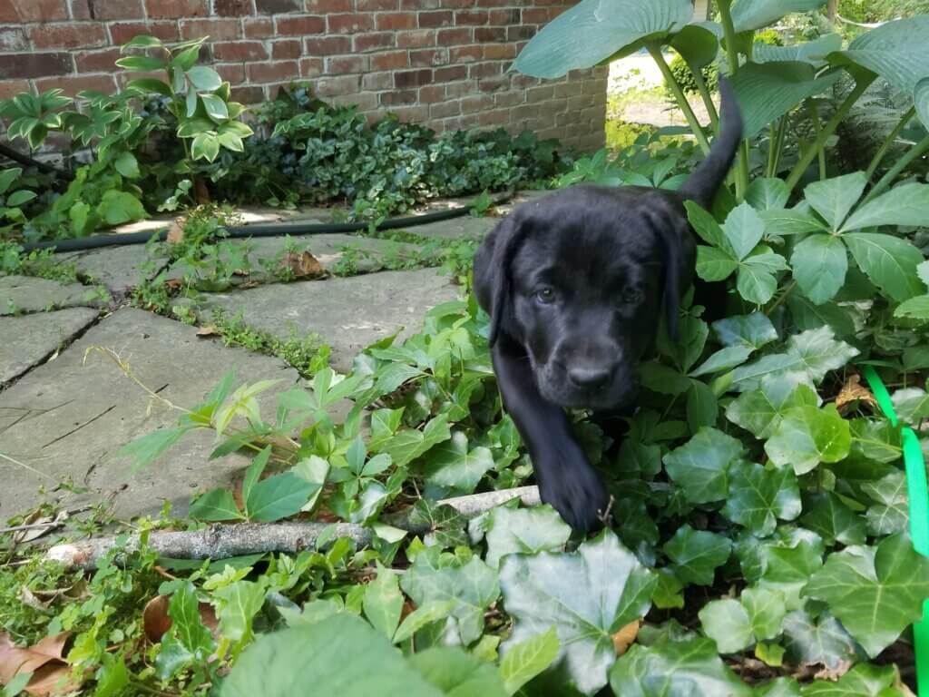 Puppy Eva sneaks through the ground cover near a walkway