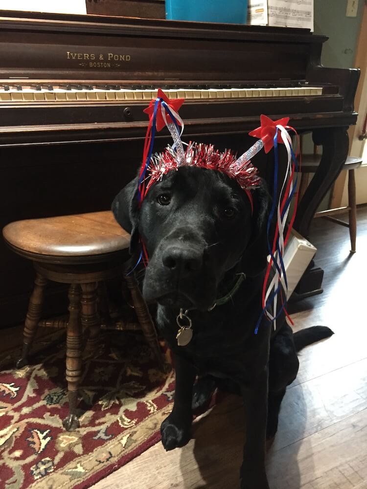 black Lab pup Fernando sports a patriotic headband next to a piano