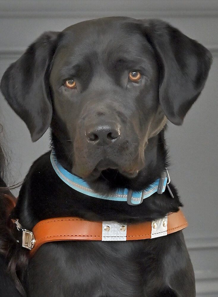Black Lab guide dog Nickel